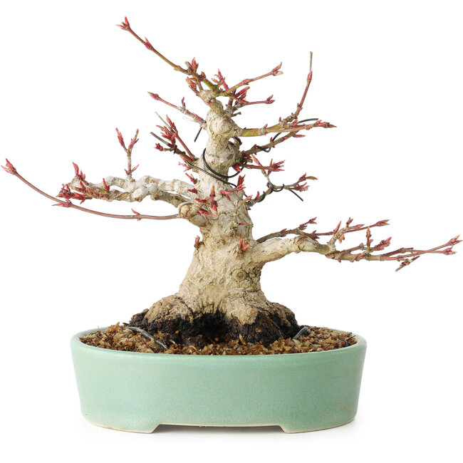 Acer palmatum, 16 cm, ± 25 jaar oud, met een nebari van 9,5 cm