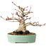 Acer palmatum, 16 cm, ± 25 jaar oud, met een nebari van 9,5 cm