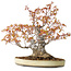 Acer palmatum Arakawa, 30 cm, ± 30 jaar oud, met een nebari van 18 cm