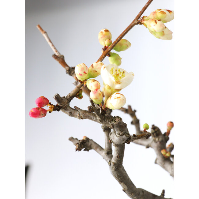 Chaenomeles speciosa Boké, 50 cm, ± 30 Jahre alt, mit roten und weißen Blüten und einem Nebari von 18 cm, in einem handgefertigten japanischen Topf von Tosui