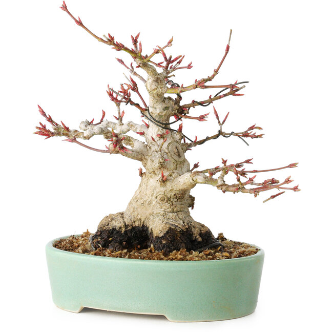 Acer palmatum, 16 cm, ± 25 years old, with a nebari of 9,5 cm