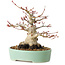 Acer palmatum, 16 cm, ± 25 jaar oud, met een nebari van 9,5 cm
