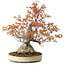 Acer palmatum Arakawa, 30 cm, ± 30 jaar oud, met een nebari van 18 cm