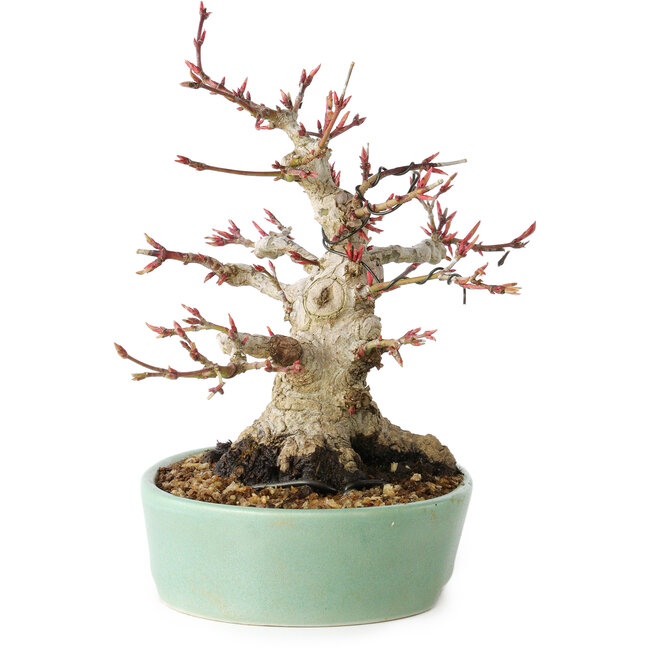 Acer palmatum, 16 cm, ± 25 Jahre alt, mit einem Nebari von 9,5 cm