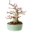Acer palmatum, 16 cm, ± 25 jaar oud, met een nebari van 9,5 cm