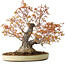 Acer palmatum Arakawa, 30 cm, ± 30 jaar oud, met een nebari van 18 cm