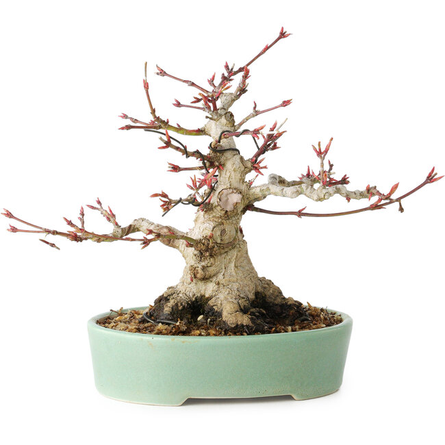Acer palmatum, 16 cm, ± 25 ans, avec un nebari de 9,5 cm