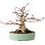 Acer palmatum, 16 cm, ± 25 years old, with a nebari of 9,5 cm