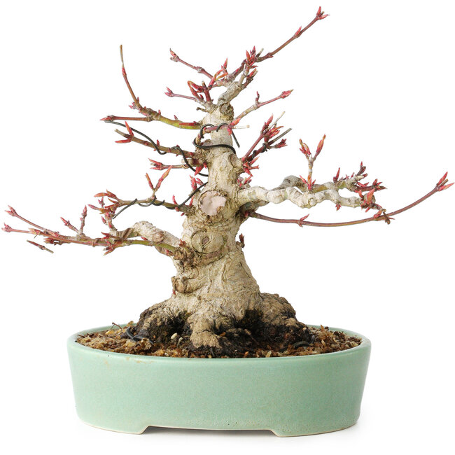 Acer palmatum, 16 cm, ± 25 Jahre alt, mit einem Nebari von 9,5 cm