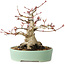 Acer palmatum, 16 cm, ± 25 jaar oud, met een nebari van 9,5 cm