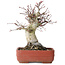 Acer palmatum Deshojo, 20 cm, ± 30 jaar oud, met een nebari van 8,5 cm