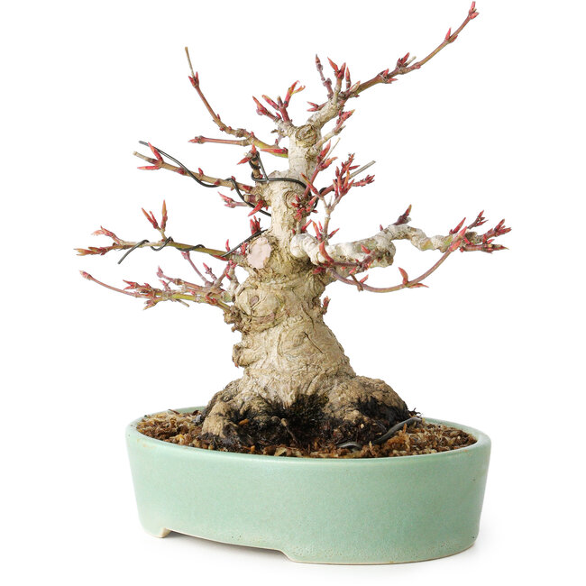 Acer palmatum, 16 cm, ± 25 anni, con un nebari di 9,5 cm