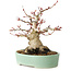 Acer palmatum, 16 cm, ± 25 jaar oud, met een nebari van 9,5 cm