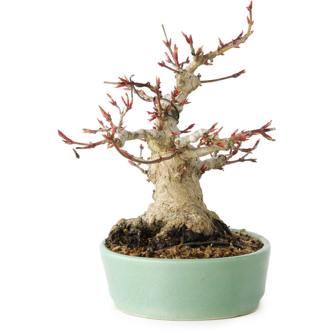 Acer palmatum, 16 cm, ± 25 years old, with a nebari of 9,5 cm