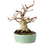 Acer palmatum, 16 cm, ± 25 Jahre alt, mit einem Nebari von 9,5 cm