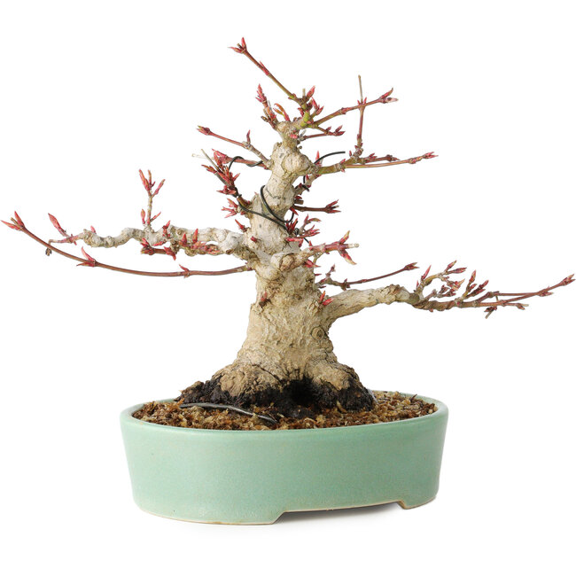 Acer palmatum, 16 cm, ± 25 Jahre alt, mit einem Nebari von 9,5 cm