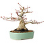 Acer palmatum, 16 cm, ± 25 jaar oud, met een nebari van 9,5 cm