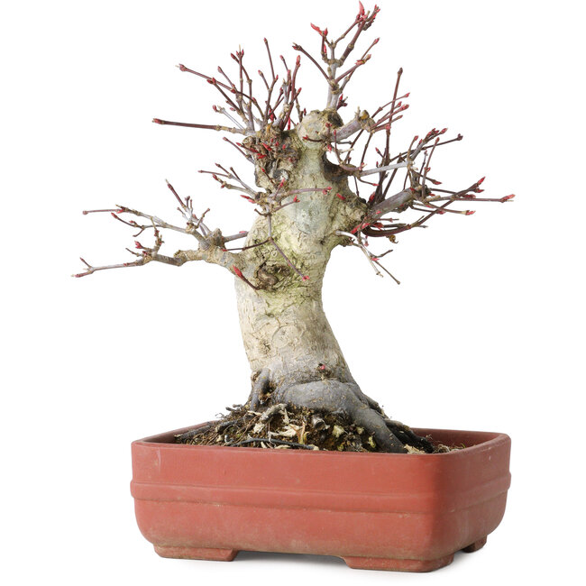 Acer palmatum Deshojo, 20 cm, ± 30 años, con un nebari de 8,5 cm