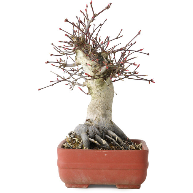 Acer palmatum Deshojo, 20 cm, ± 30 years old, with a nebari of 8,5 cm