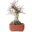 Acer palmatum Deshojo, 20 cm, ± 30 jaar oud, met een nebari van 8,5 cm