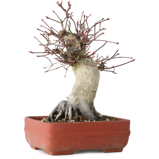 Acer palmatum Deshojo, 20 cm, ± 30 anni, con un nebari di 8,5 cm
