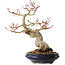 Acer palmatum, 23 cm, ± 25 jaar oud, met een nebari van 8 cm, in een Seto Yaki pot