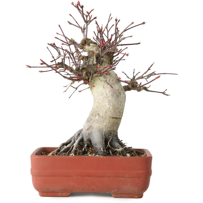 Acer palmatum Deshojo, 20 cm, ± 30 anni, con un nebari di 8,5 cm