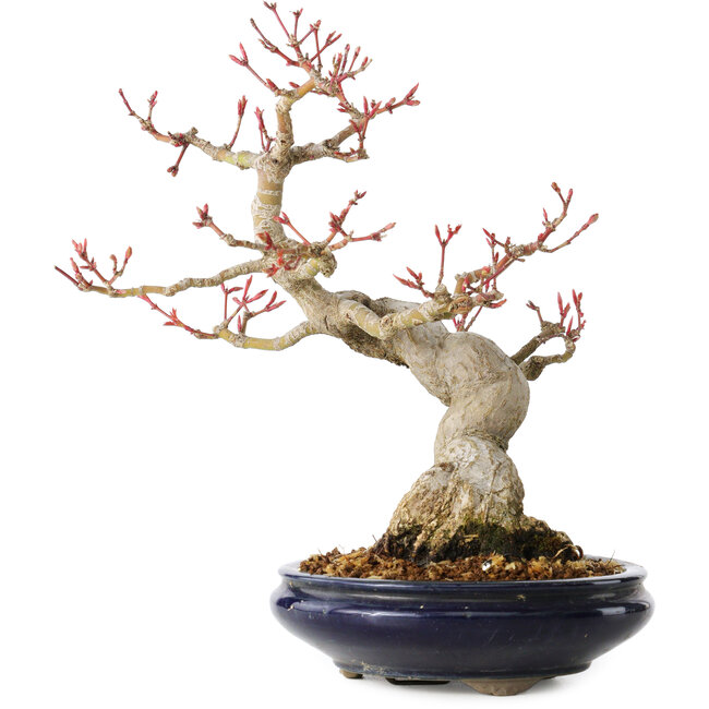 Acer palmatum, 23 cm, ± 25 jaar oud, met een nebari van 8 cm, in een Seto Yaki pot