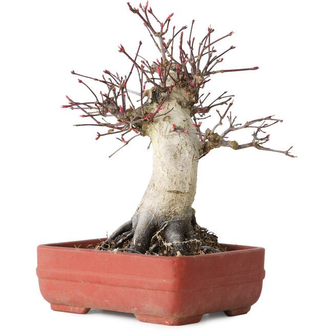 Acer palmatum Deshojo, 20 cm, ± 30 Jahre alt, mit einem Nebari von 8,5 cm