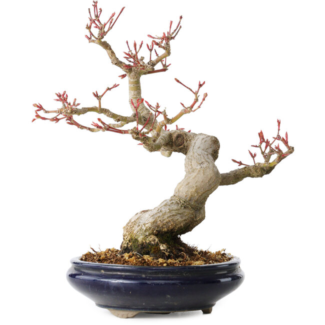 Acer palmatum, 23 cm, ± 25 ans, avec un nebari de 8 cm, dans un pot Seto Yaki
