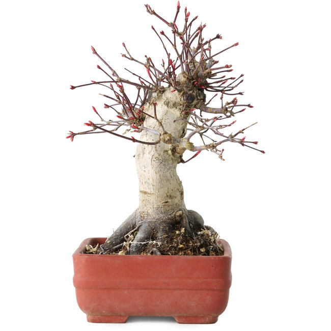 Acer palmatum Deshojo, 20 cm, ± 30 anni, con un nebari di 8,5 cm