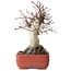 Acer palmatum Deshojo, 20 cm, ± 30 anni, con un nebari di 8,5 cm
