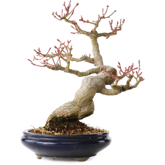 Acer palmatum, 23 cm, ± 25 jaar oud, met een nebari van 8 cm, in een Seto Yaki pot