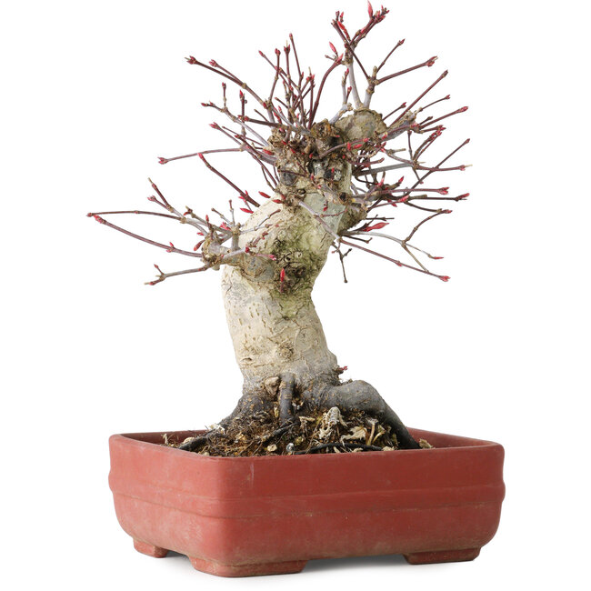 Acer palmatum Deshojo, 20 cm, ± 30 years old, with a nebari of 8,5 cm