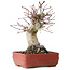 Acer palmatum Deshojo, 20 cm, ± 30 jaar oud, met een nebari van 8,5 cm
