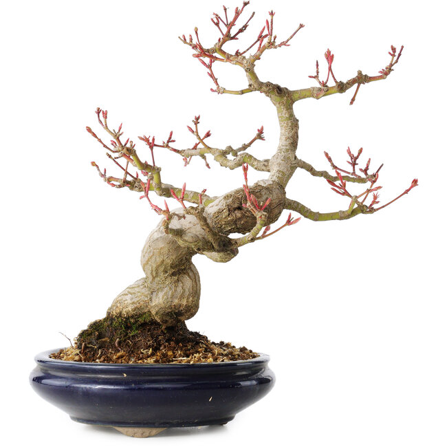 Acer palmatum, 23 cm, ± 25 años, con un nebari de 8 cm, en una maceta Seto Yaki