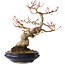 Acer palmatum, 23 cm, ± 25 jaar oud, met een nebari van 8 cm, in een Seto Yaki pot