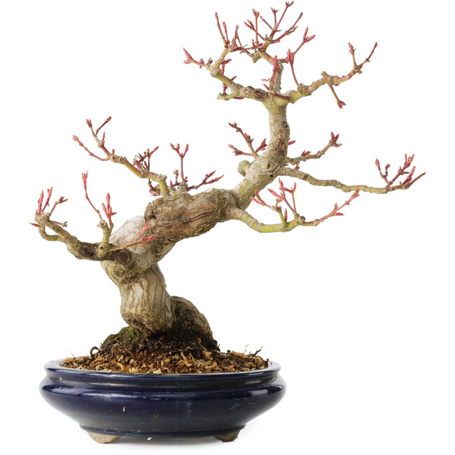 Acer palmatum, 23 cm, ± 25 ans, avec un nebari de 8 cm, dans un pot Seto Yaki