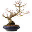 Acer palmatum, 23 cm, ± 25 jaar oud, met een nebari van 8 cm, in een Seto Yaki pot