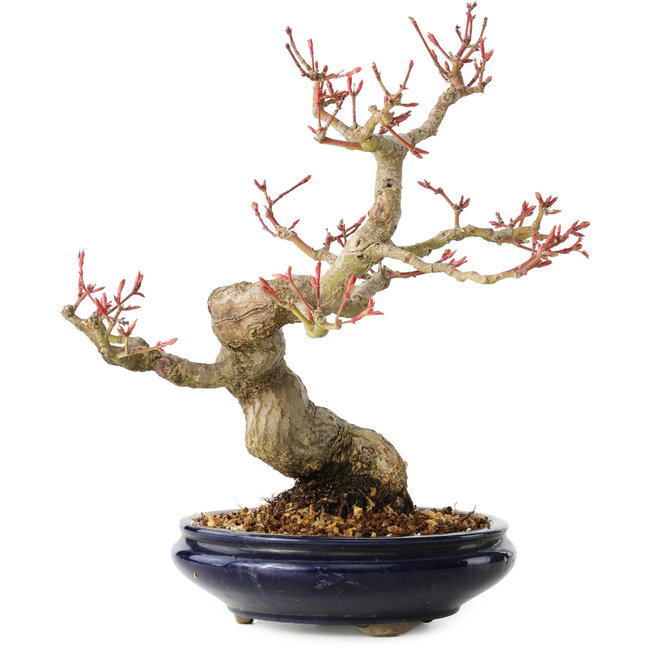 Acer palmatum, 23 cm, ± 25 Jahre alt, mit einem Nebari von 8 cm, in einem Seto Yaki Topf