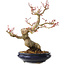 Acer palmatum, 23 cm, ± 25 jaar oud, met een nebari van 8 cm, in een Seto Yaki pot