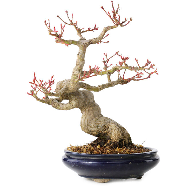 Acer palmatum, 23 cm, ± 25 ans, avec un nebari de 8 cm, dans un pot Seto Yaki