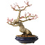 Acer palmatum, 23 cm, ± 25 jaar oud, met een nebari van 8 cm, in een Seto Yaki pot