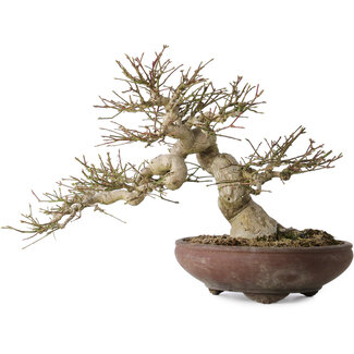Euonymus alatus, 32 cm, ± 35 anni
