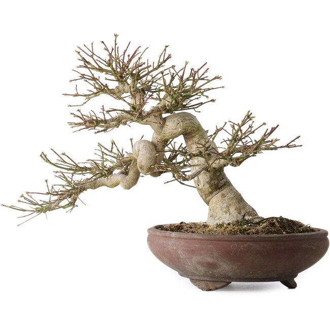 Euonymus alatus, 32 cm, ± 35 años, con un nebari de 14 cm