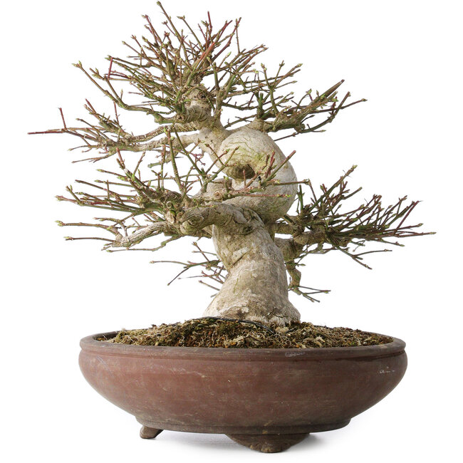 Euonymus alatus, 32 cm, ± 35 jaar oud, met een nebari van 14 cm