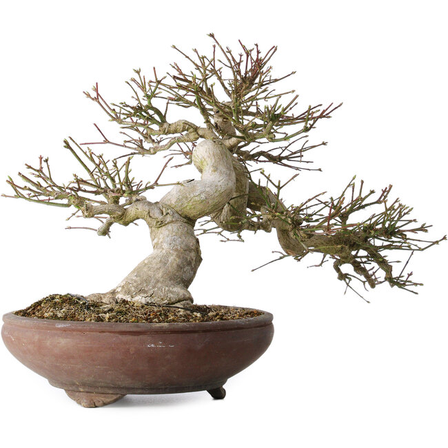 Euonymus alatus, 32 cm, ± 35 años, con un nebari de 14 cm