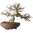 Euonymus alatus, 32 cm, ± 35 Jahre alt, mit einem Nebari von 14 cm