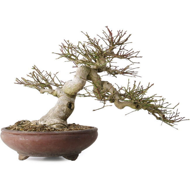 Euonymus alatus, 32 cm, ± 35 años, con un nebari de 14 cm