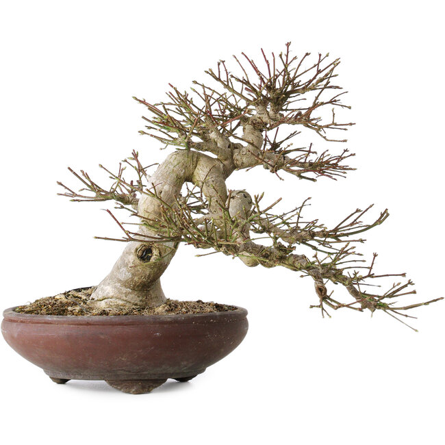 Euonymus alatus, 32 cm, ± 35 años, con un nebari de 14 cm